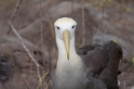 077 Waved albatross 14